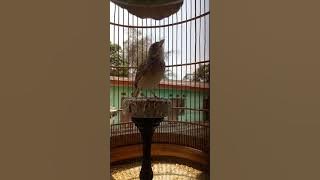 BRANJANGAN KECIL NGERIWIK