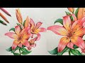 Lily Flowers Drawing In Colors Pencils Flower Drawing Camlin Triangular Color Pencils Lily Flowers Drawing In Colors Pencils Flower Drawing Camlin Triangular Color Pencils
