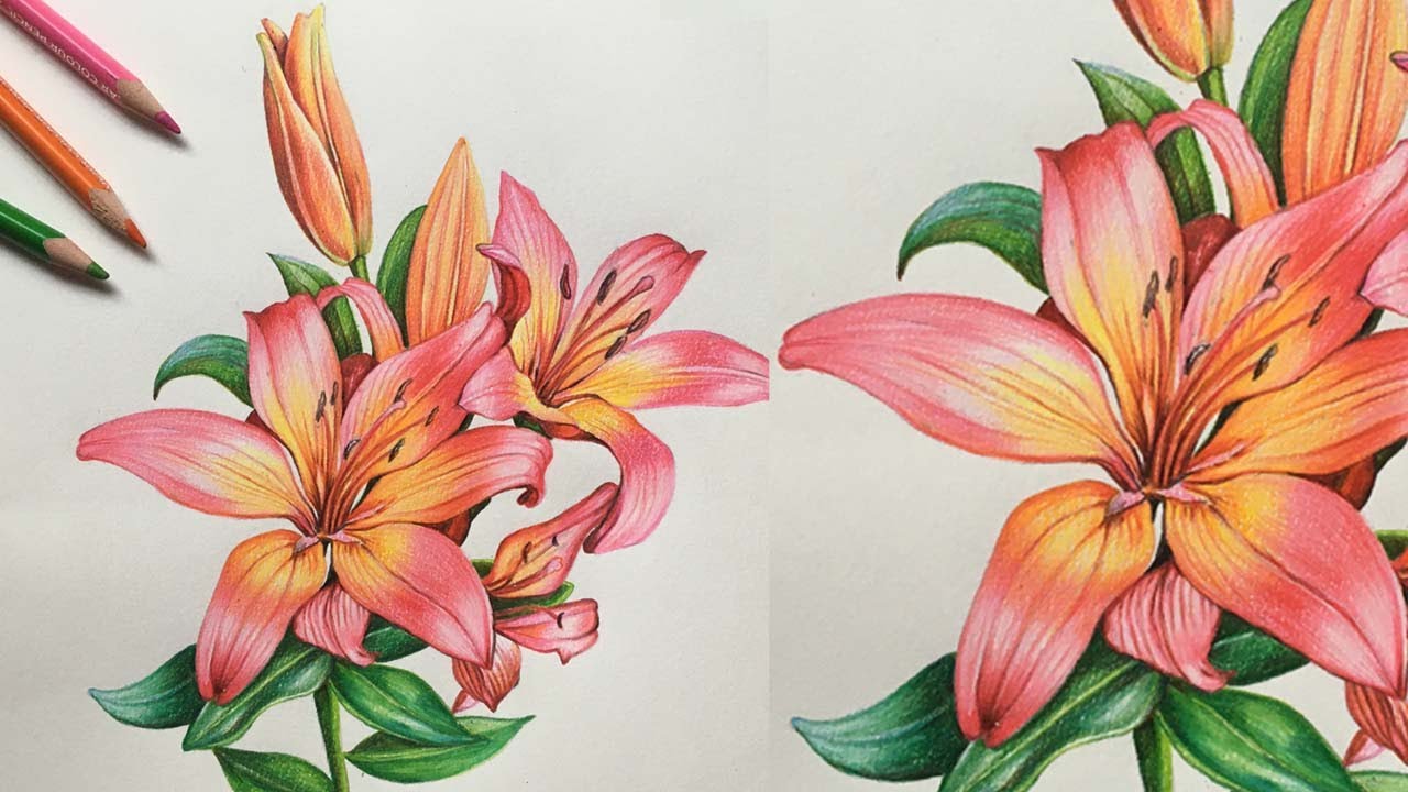 Lily Flowers Drawing in Colors Pencils | Flower Drawing | Camlin ...