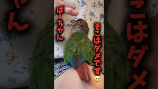 インコの地雷を踏んだばーちゃん😂【ウロコインコのぽぽ】