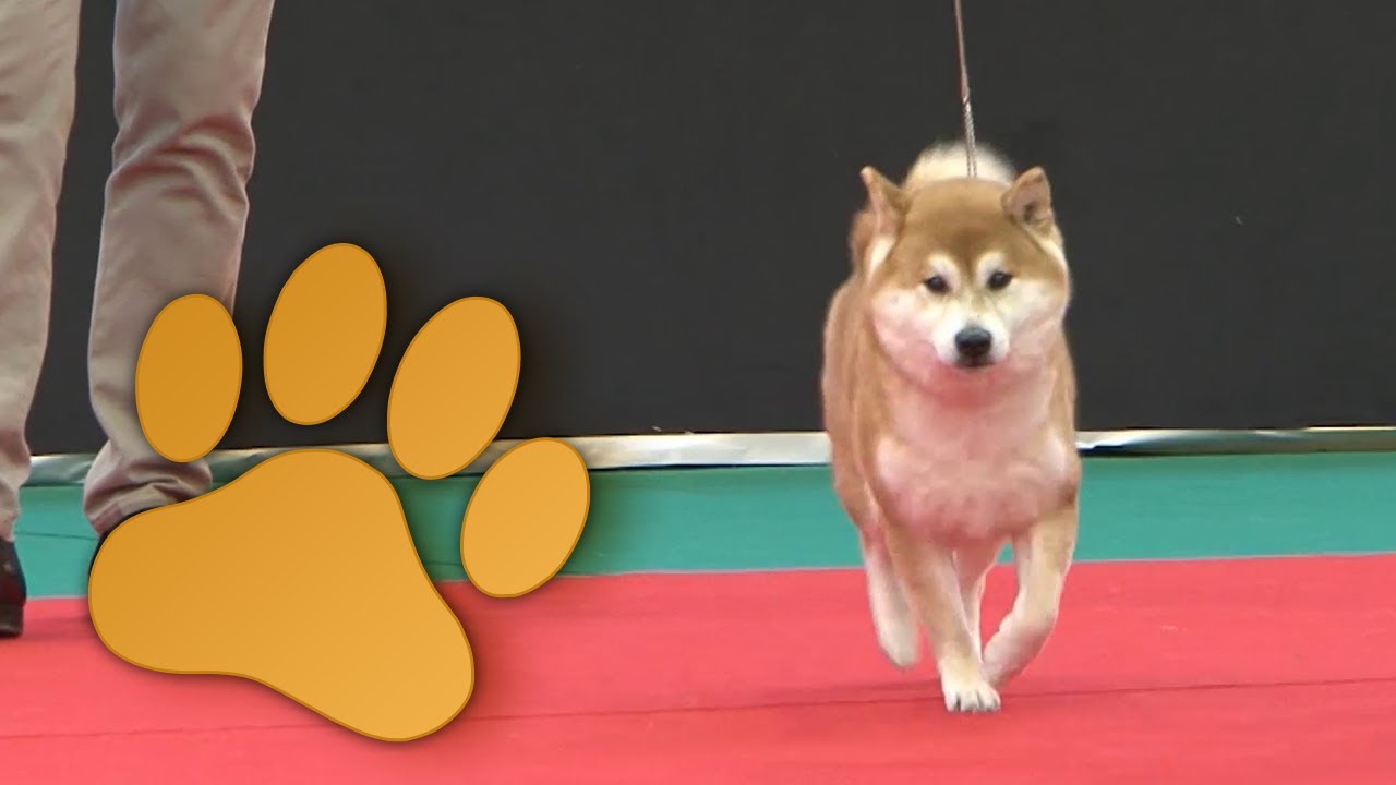 Amsterdam Winner 2013, Best Veteran of the day 14 december 2013