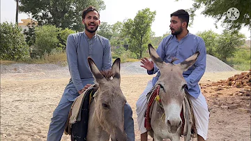 We Got New Ride's #donkey || Petrol ho gaya mehnga ab in par hi kam karna pary ga || Sohawa & Jehlum