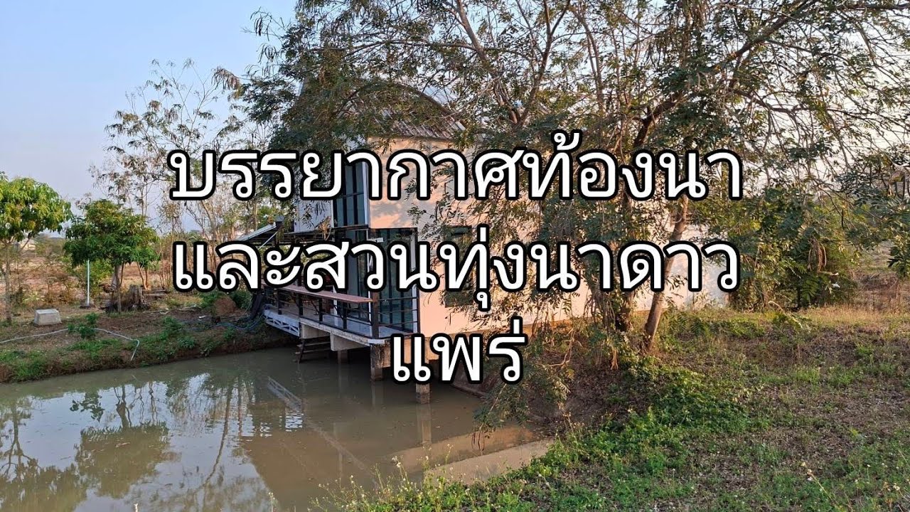 ชมสวน. ทุ่งนาดาว. และท้องนา  สวยงาม แพร่