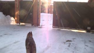 Дрессировка восточно-европейской овчарки http://dogclass.ru/ Дрессировка восточно-европейской овчарки http://dogclass.ru/