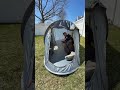 I’ll never set up another tent again #nightcat #popuptent