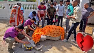 झालर की अंतिम यात्रा 💔💔😭😭 #baawalechorevlogs #wemissyoujhalar #jhalar #jhalarcow #cowvideo #cowvlog