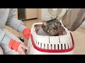 【大事件…】まさかの事態。元地域猫の本当の力を思い知らされることになりました…