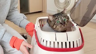 【大事件…】まさかの事態。元地域猫の本当の力を思い知らされることになりました…