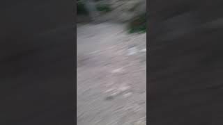 Akbaş- Nova Çoban Köpeği- Leydi