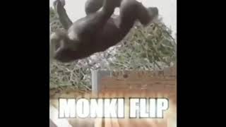 Meme of the Day: Monki flip