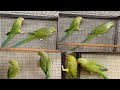 Ringneck Breeding Setup | BWP Parrots