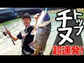 水面爆発しまくるチヌ(黒鯛)釣りが面白すぎたw