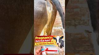 👉 Cow Pregnancy Nahi Ruk Rahi? 😱 Repeat Heat ka Final Solution 💉