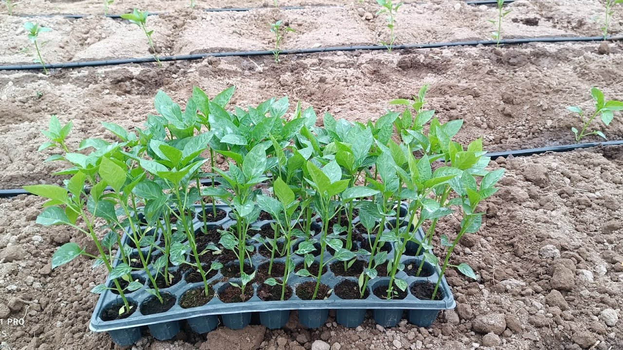 Բիբարի մշակում։Կարևոր խորհուրդներ բիբարի աճի համար։ Տոպկեռ բիբար։ #տոպկեռ #բիբար #գյուղատնտեսություն