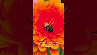 🐝 Bees Have 5 Eyes?! 🤯
