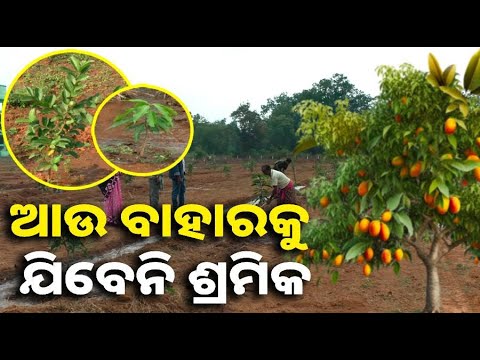 ସରକାରୀ ଯୋଜନାର ସଫଳ ରୂପାୟନ, ଏଠି ଯୋଗାଇ ଦିଆଯାଏ ୧୦୦ ରୁ ୨୦୦ ଦିନ କାମ || Knews odisha