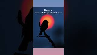 225 - Wildlife Photo Chat Teaser  #wildlifephotography #birds #podcast
