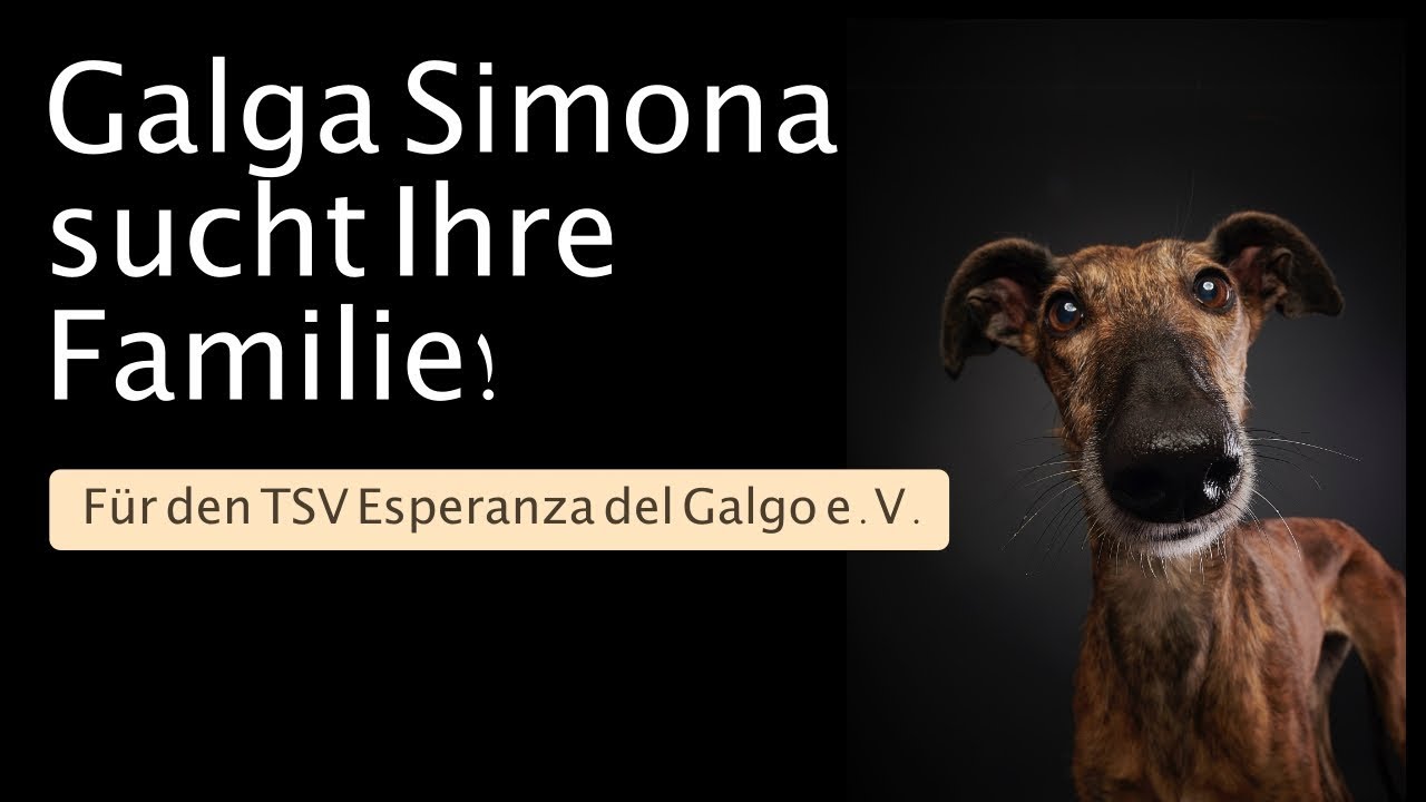 galga simona sucht ihre familie tsv esperanza del galgo e v sucht kleines studio tsv