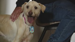 Relentless community effort leads to Maine dog rescue after 3 months missing