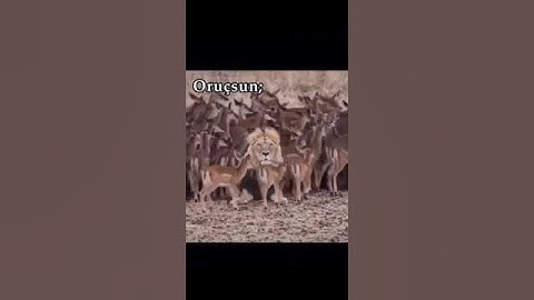 قرآن كريم سبحانه الله #sanssong #facts #sansmeme #sans #اكسبلور #النظافه #funny #emoji #memes