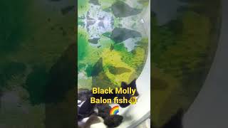 GoYanG BoBa//Black Molly Balon #Shorts🐠🌈