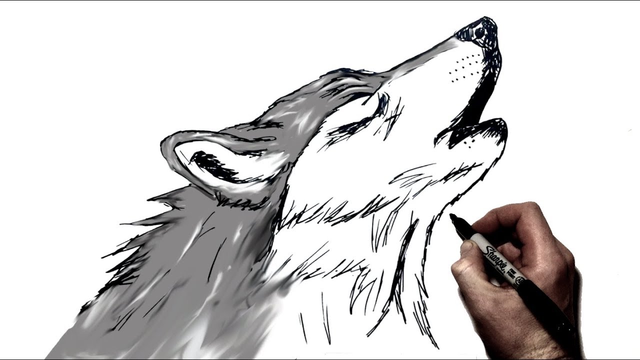 simple howling wolf drawing