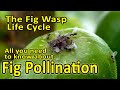 Pollinisation des figues et cycle de vie de la gupe des figues blastophaga psenes