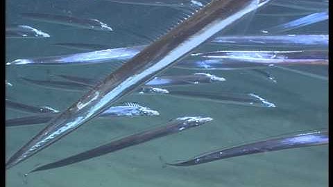 Scabbard Fish From The Bottom Of The South Atlantic Youtube