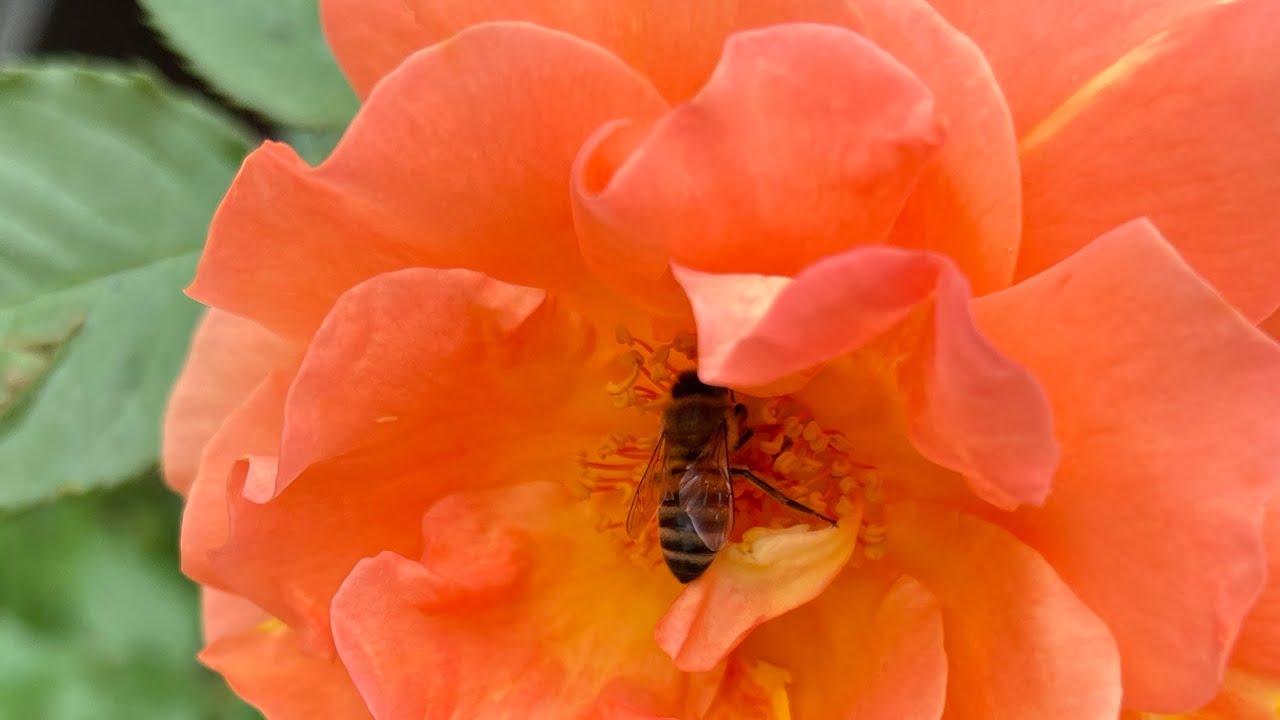 Real Roses And Bees Bee and roses 🌹 - YouTube