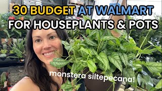 $30 BUDGET Walmart Plant Shopping  Big Box House Plant Shopping & Plant Haul