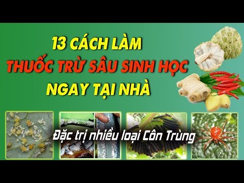 Video: Sử dụng Mum để Kiểm soát Sâu bọ - Cách Làm Thuốc trừ sâu Từ Hoa cúc