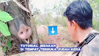 TERBUKTI // JEBAKAN BABI HUTAN DI PINGGIR JALAN, KENA