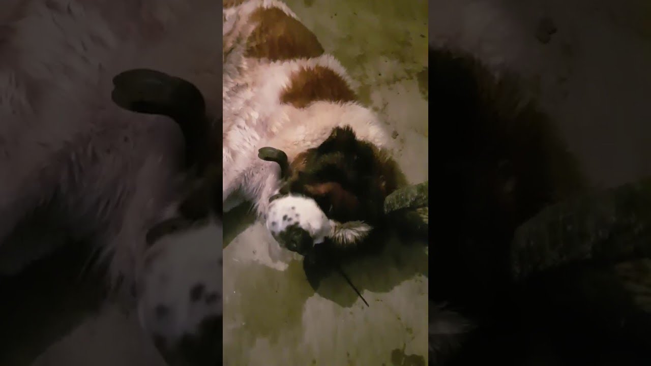 Best Guard Dog Ever! ViralHog YouTube