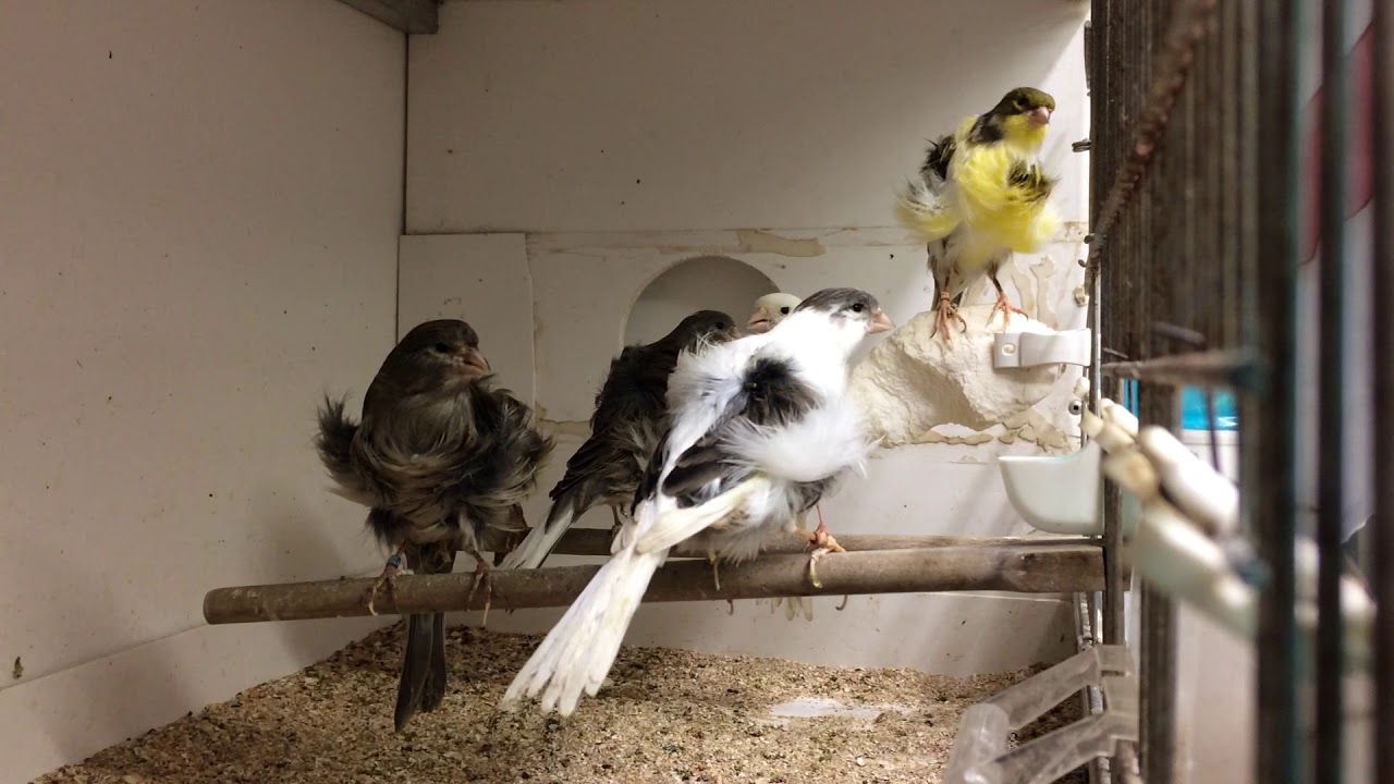canari frise canari frise