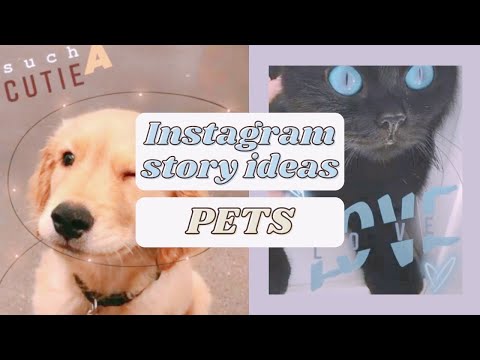 Video: Pets 20 Bora Za Instagram