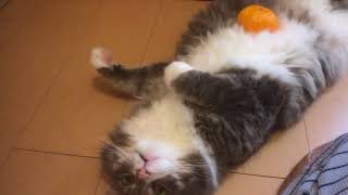嫌いだったミカンと久々に会った猫 ノルウェージャンフォレストキャットCat met with Mikan that did not like for a long time.Norwegian Fo