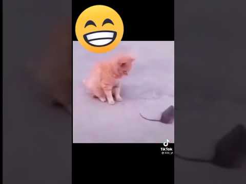 بلی اور چوہا