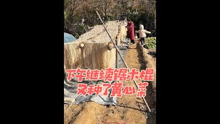 今天下午继续锯木棍，又在新菜园的豌豆里面套种了黄心菜，昨天说要粉条的集合啦#在平凡的日子里热爱生活 #自己种菜 #田园生活 #种植的乐趣 #记录真实生活