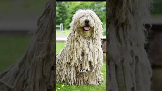 soo cute komondor dog | #animal #dog  #shorts #komondor