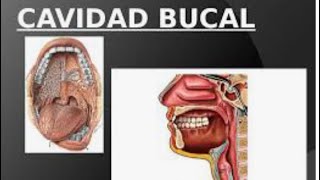 Cavidad Oral o Bucal. Divisiones fundaméntales. Lesiones de la cavidad oral