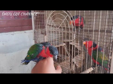 Video: Burung Nuri: Cara Membiak Dalam Kurungan