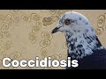 Coccidiosis - Pigeon Health Episode #9