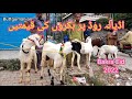 Eid Qurban Bakra mandi 2022 on Adyala Road Rawalpimdi