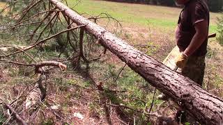Limbing Logs Flush for Cabin Walls @SurvivalSherpa