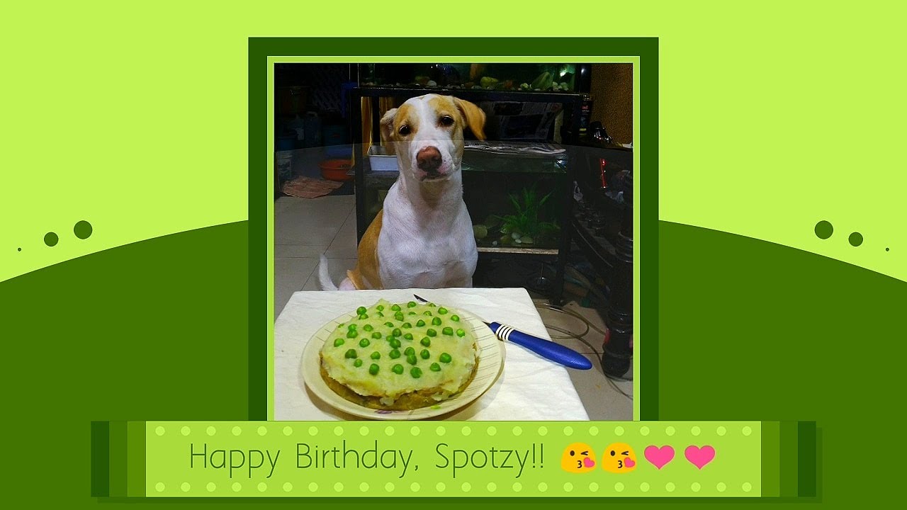 How To Celebrate Your Dog's Birthday In The Simplest Way! YouTube