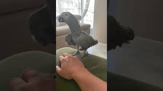 Jako Papagan Cinsiyetini Anlamak Resimi