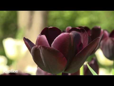 Vidéo: Tulipes En Pot (13 Photos) : Comment Planter Et Faire Pousser Des Fleurs Chez Soi Sur Un Rebord De Fenêtre ? Peut-on Planter Des Bulbes Au Printemps ?