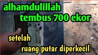 tembus 700 ekor setelah ruang putar di perkecil rbw mini 4x9 2 lantai, walet delapan sembilan