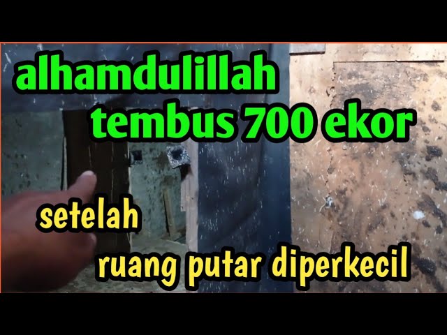 tembus 700 ekor setelah ruang putar di perkecil rbw mini 4x9 2 lantai, walet delapan sembilan class=