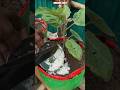 🍚 Grow Brinjal Faster with Boiled Rice! 😱 Amazing Hack #shorts #brinjalplant  #gardeningtips